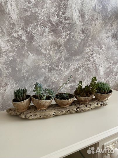 Композиция с живыми растениями