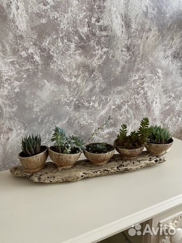 Композиция с живыми растениями