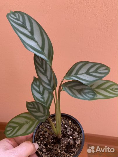 Калатея ктенанта