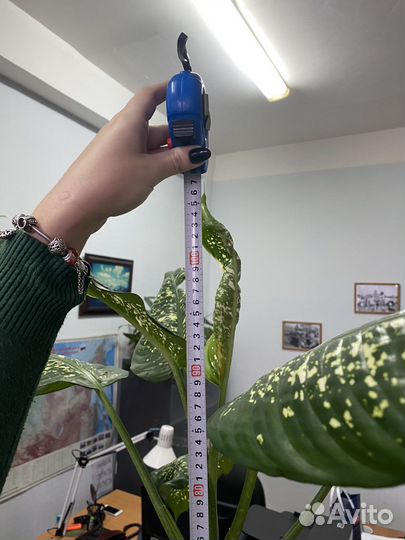 Диффенбахия