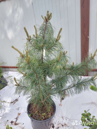 Pinus koraiensis 'Jack Corbit' 80-120cм