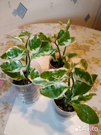 Комнатные цветы разные