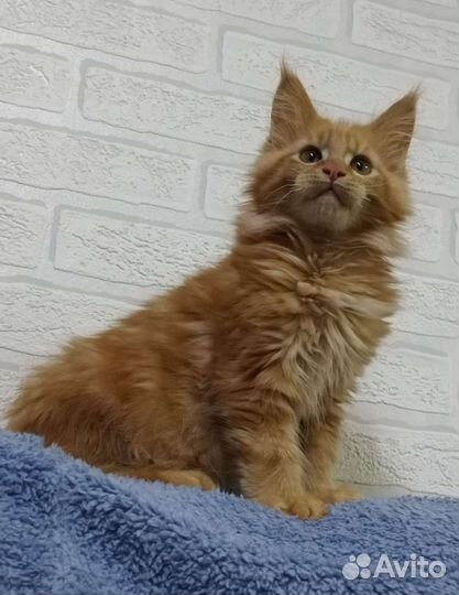 Котята мейн кун