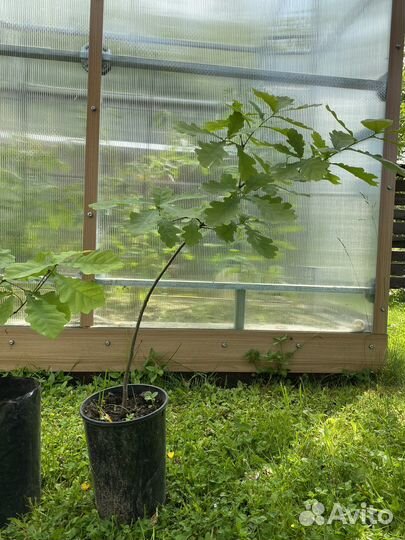 Дуб обыкновенный