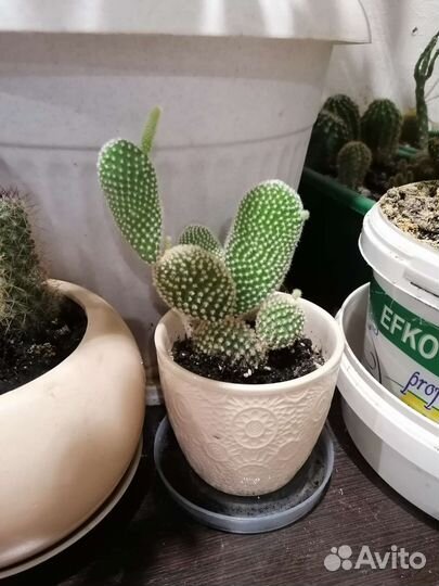 Кактусы, фикус бенжамина и цветы