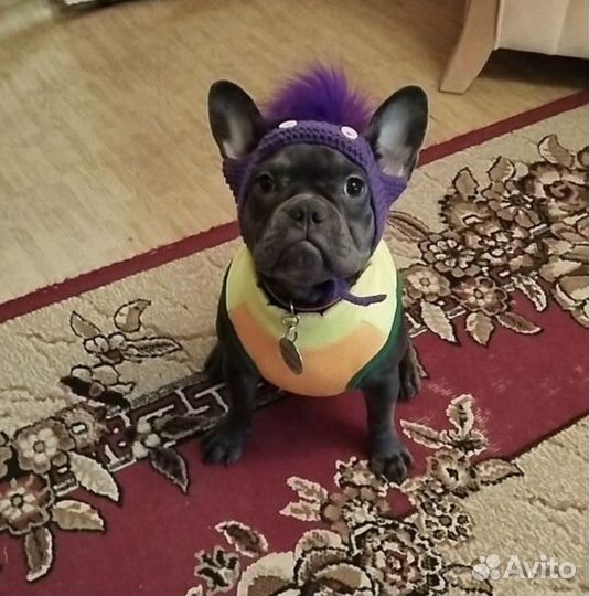 Одежда для собак мелких пород