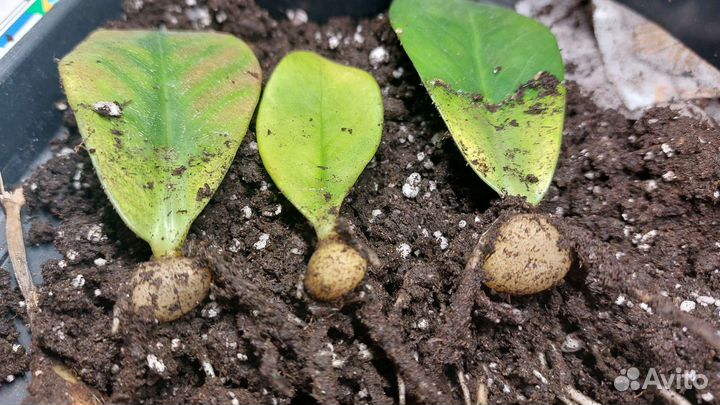 Замиокулькас