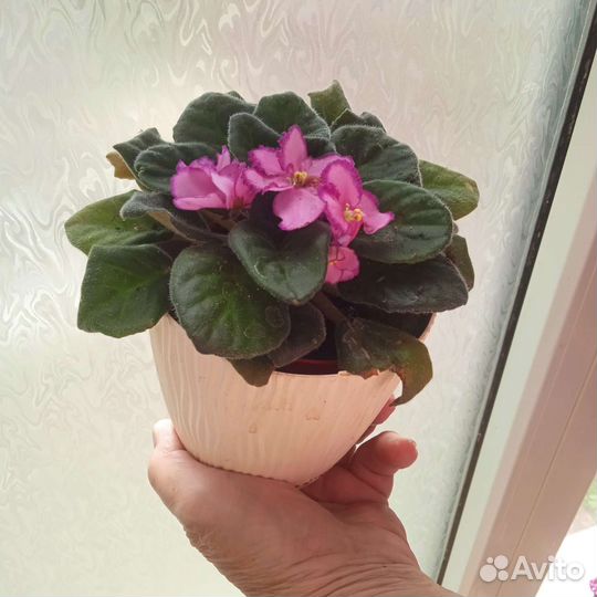 Фиалки разных цветов