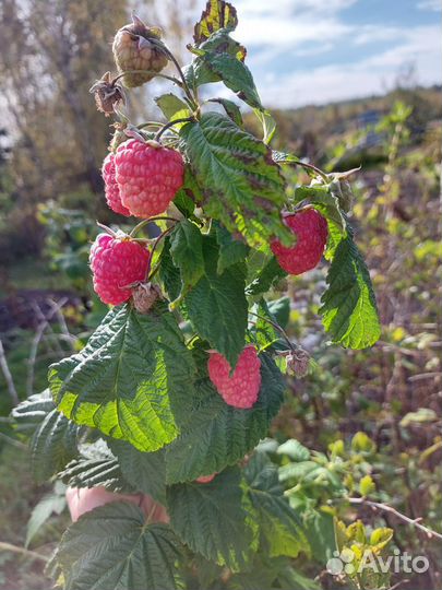 Саженцы малины