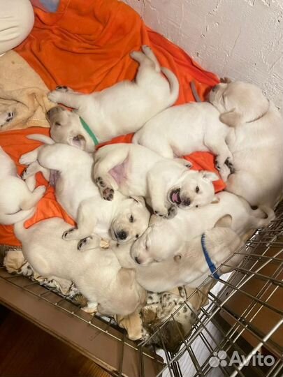 Щенки лабрадора