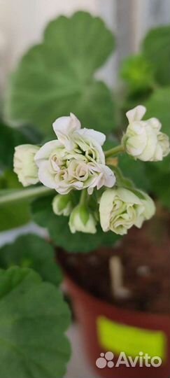 Пеларгония ат-Жанна