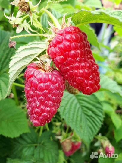 Саженцы Малины