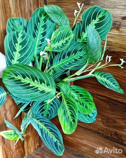 Maranta Lemon Limе Maranta Silver Band