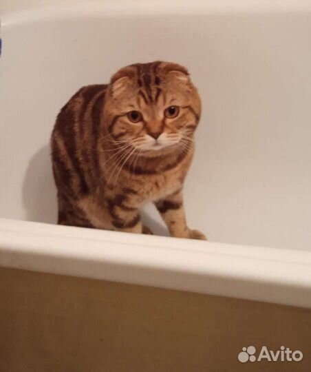 Вязка шотландский кот