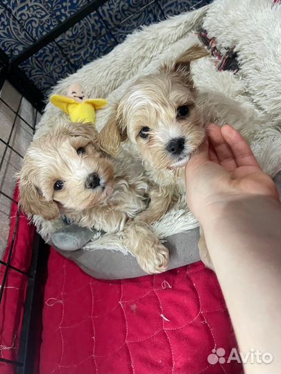 Мальчишки мальтипушки ф1