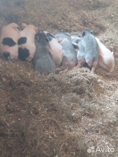 Вьетнамские вислобрюхие поросята
