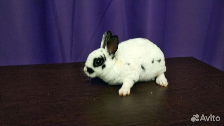 Карликовые крольчата рекс