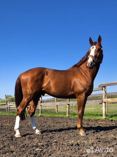 Жеребец для случки