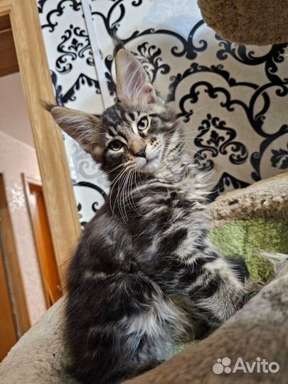 Котята мейн-кун