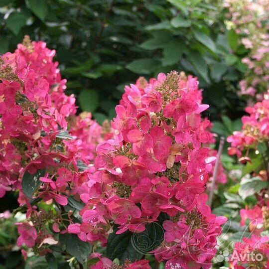 Гортензия сорт 