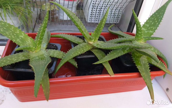 Алоэ вера не горький