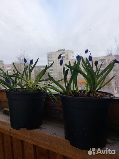 Сцилла многолетний луковичный цветок