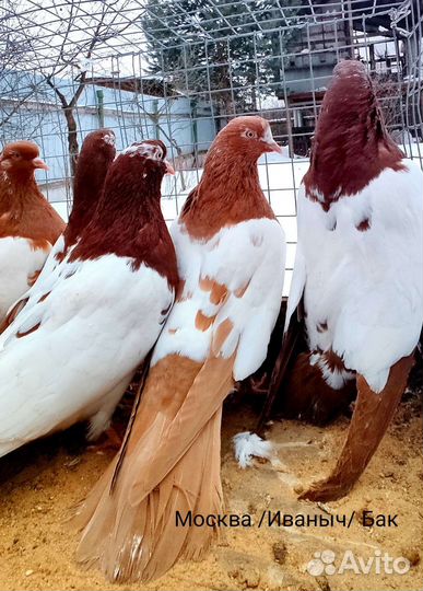 Голуби бойные - бакинские и др