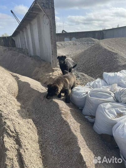 Песок щебень гравий тараканом