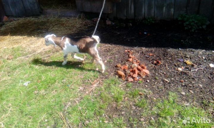 Козлики альпо-нубийские