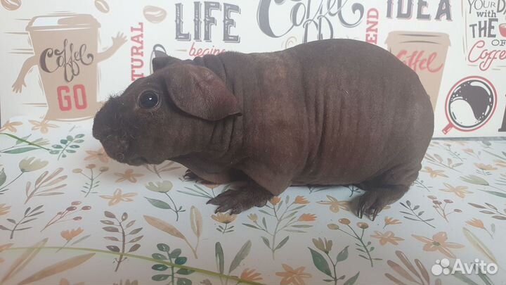 Морская свинка скинни