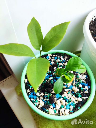 Личи с мандарином отростки