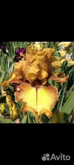 Ирисы Ранние