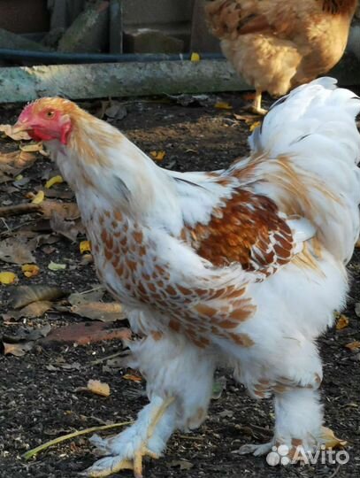 Куры брама белое золото