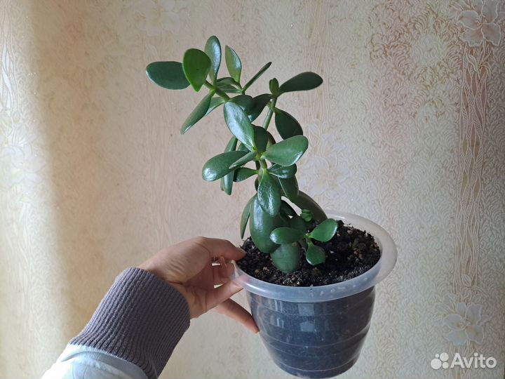 Денежное дерево толстянка