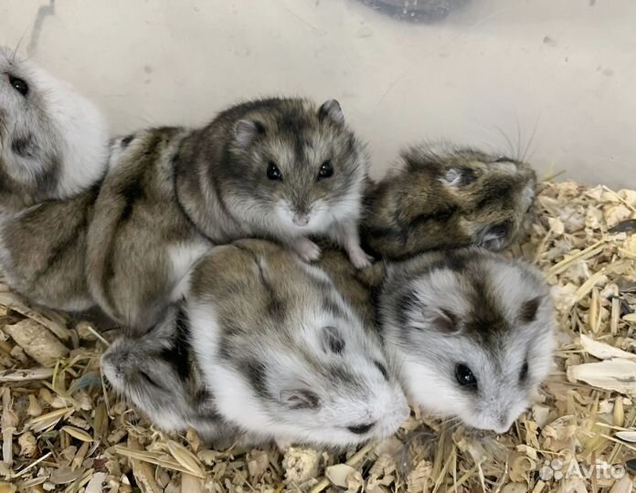 Джунгарский хомяк опт