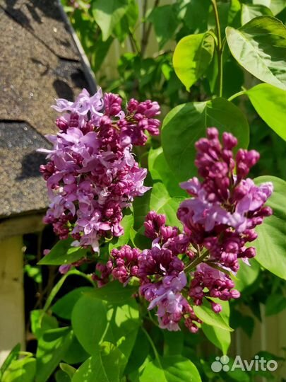 Мальва, сирень, желтый береклет ползучий