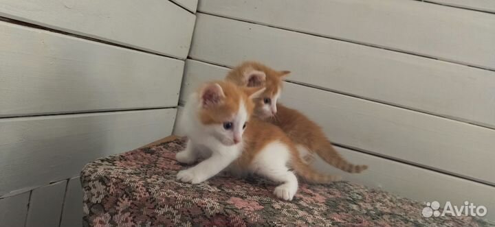 Свежие котята