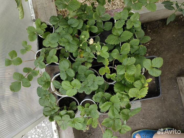 Саженцы ремонтантной клубники