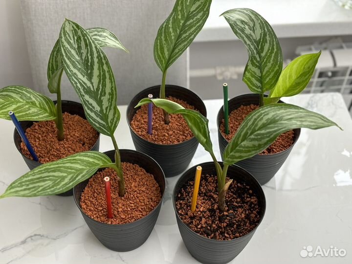 Аглаонема страйпс