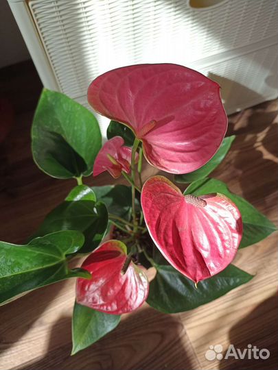 Антуриум Sweet Dream