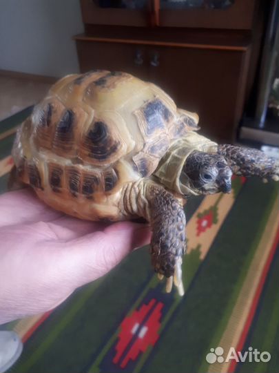 Черепаха сухопутная
