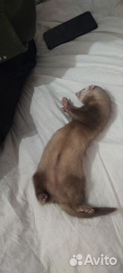 Хорек с клеткой