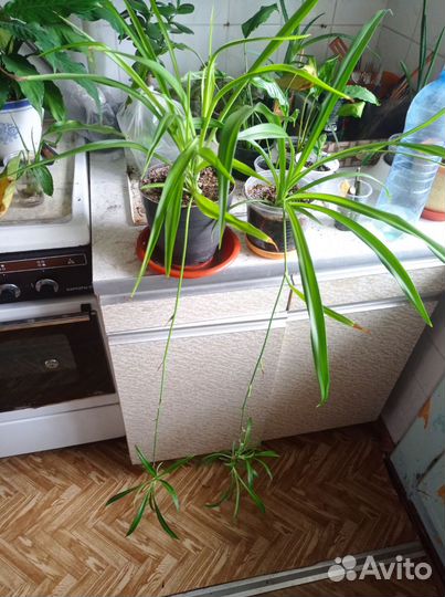 Хлорофитум 