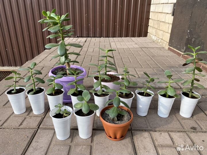 Денежное дерево