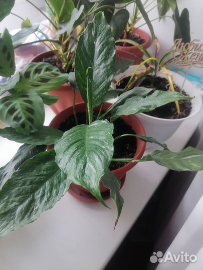 Спатифиллум