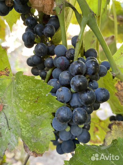 Виноград винный