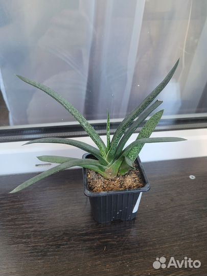 Суккуленты