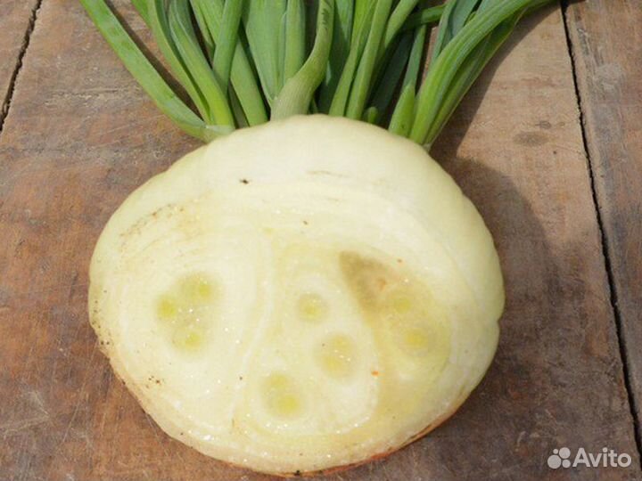 Лук на выгонку сорта 