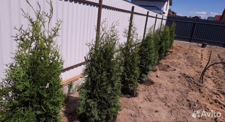 Туи колумна