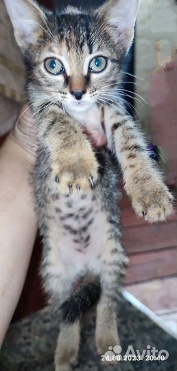 Кошка в дар бесплатно